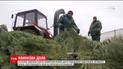 У Києві відкрили пункти приймання живих ялинок для подрібнення