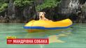Собачка облетела почти весь мир и стала популярной в Сети после спасения от смерти парой украинцев