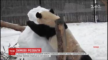 У звіринці Торонто зафільмували як молоді панди граються зі сніговиком