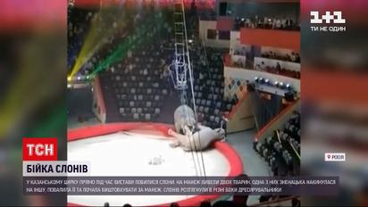 Новини світу: у російському цирку під час вистави побилися слони