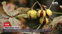 Погода в Україні: температура повітря стане вищою, але тепло супроводжуватимуть дощі