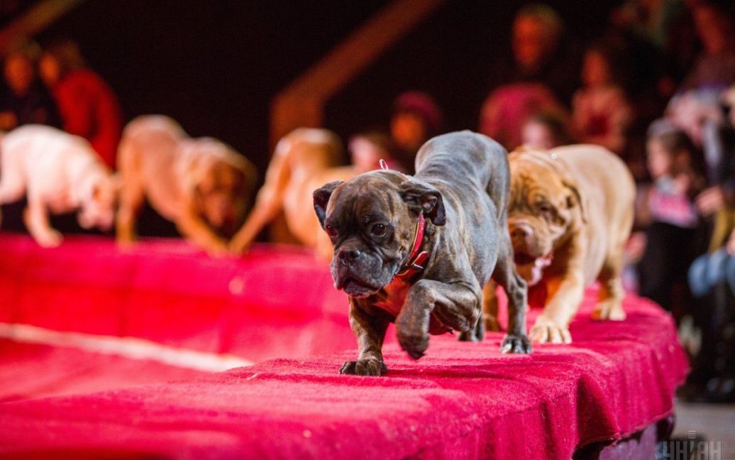 Дрессированные собаки Марины Новоселовой во время выступления в цирке в Киеве с новой программой "В мире животных". / © УНИАН