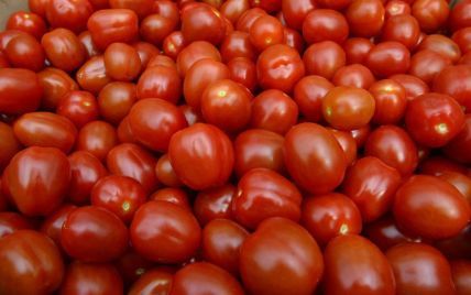 В Испании заготовили 160 тонн помидоров для ежегодных боев