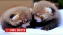 Двое малышей красной панды родились в зоопарке Нью-Йорка
