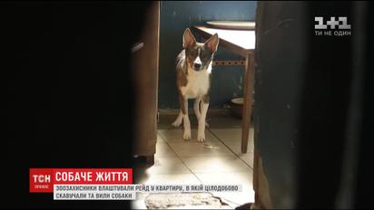 Зоозащитники устроили рейд в квартиру, в которой постоянно скулили собаки
