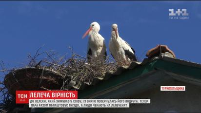 К самому романтичному аисту Тернопольщины вернулась любимая