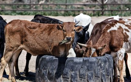 Бешеные коровы уложили на больничные койки полтора десятка селян на Черниговщине
