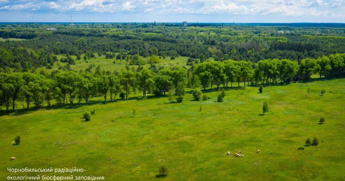 чорнобиль, лошата