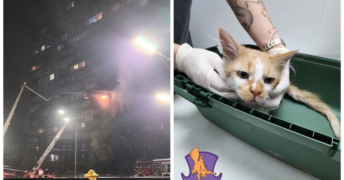 Кіт, якого врятували з пошкодженого будинку в Києві
