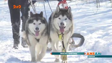 Хвостатая гонка в Харькове: собаки не сдерживали эмоций – все рвались в бой