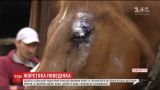 Депутат сельсовета на Закарпатье покалечил лошадь, потому что она паслась на его сенокосе