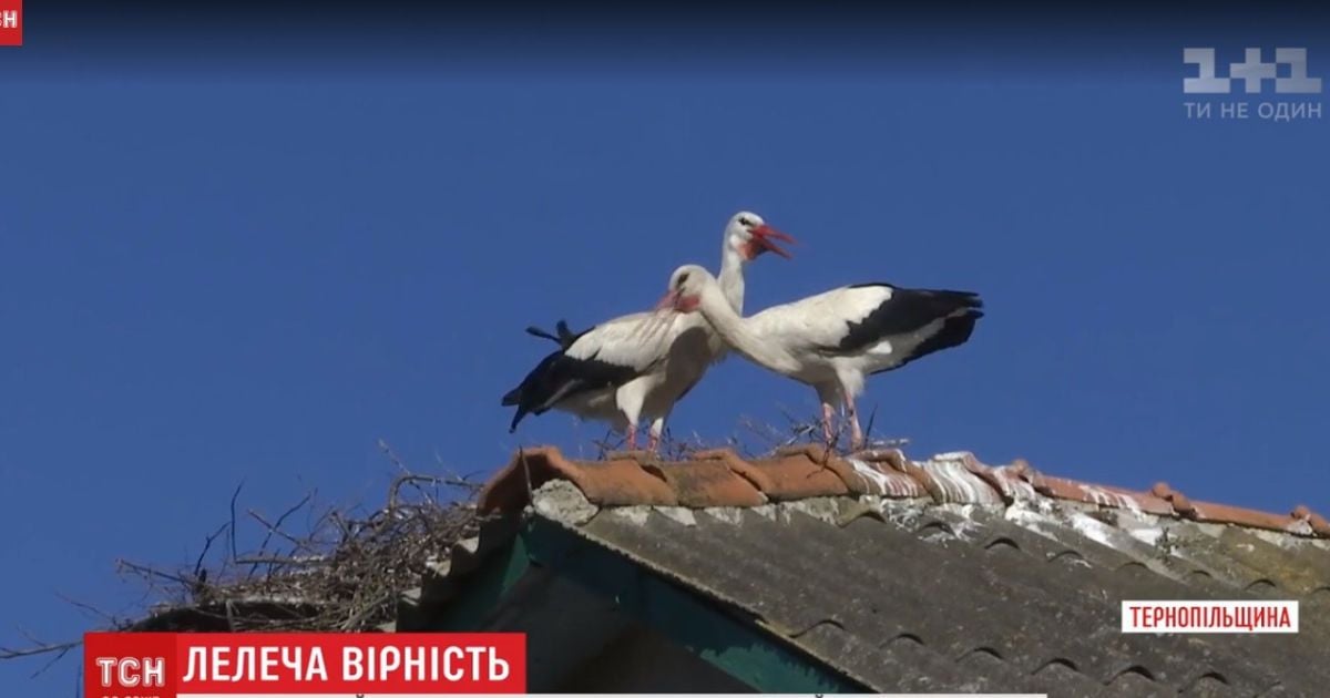 К самому романтичному аисту Тернопольщины с теплых краев вернулась подруга