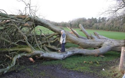 В Ирландии 200-летнее дерево из "Игры престолов" снес мощный ураган