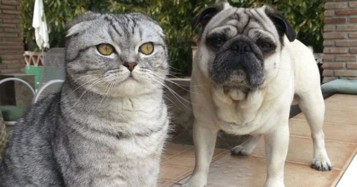 Заборона певних порід собак та кішок