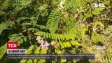 Новини України: у центрі Вінниці зацвіла акація