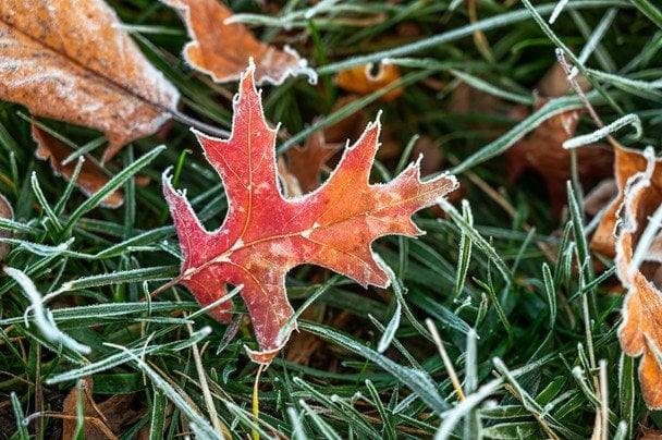 26 листопада іній на деревах — чекайте на мороз / © unsplash.com