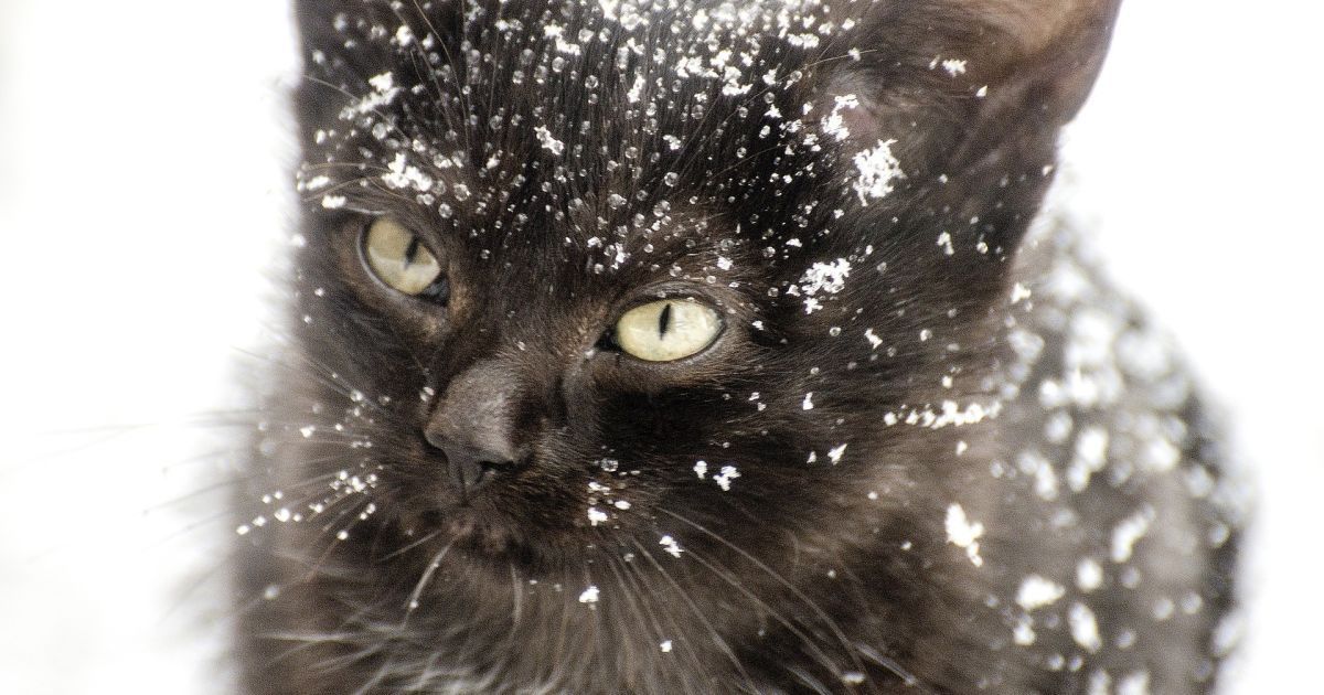 Уличные коты могут стать частью экосистемы Киева
