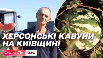 Херсонские арбузы с киевской пропиской: как в Яблоновке фермеры начали экспериментальное дело