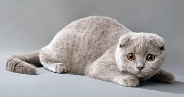 Шотландская вислоухая кошка