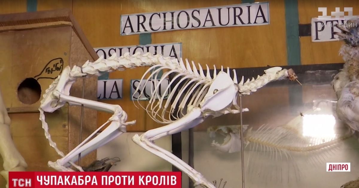 На Львівщині надумали робити масштабну лісову облаву на чупакабру