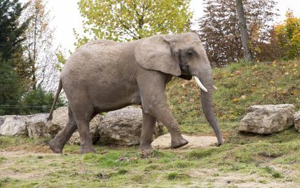 В Таиланде взбесившийся слон забил до смерти шотландского туриста