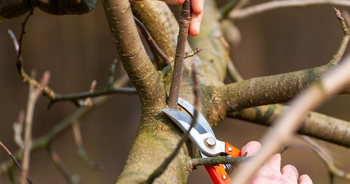 Як обрізати дерева