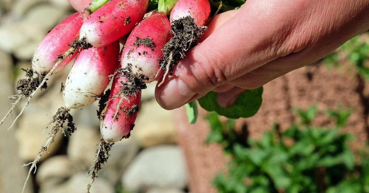 Как подкормить огород в январе 2026 года