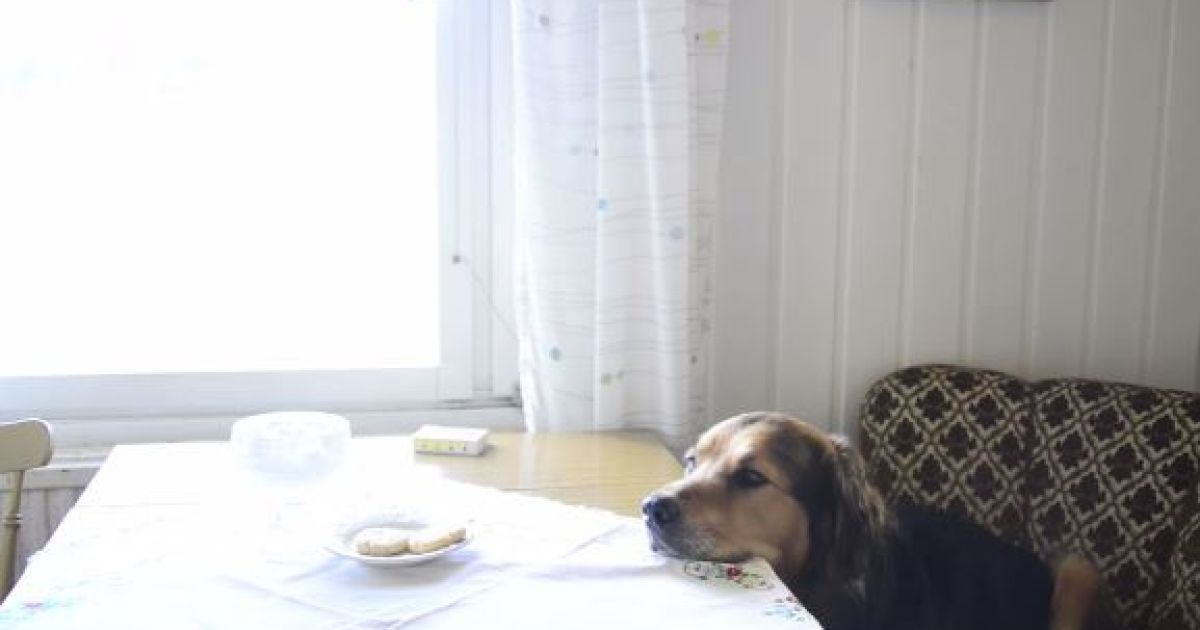 Пес не торкнувся печива, поки власниця йому не дозволила