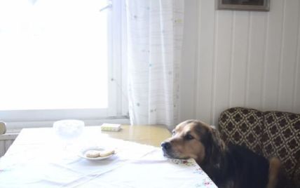 Пользователей Сети растрогало видео с псом, который борется с искушением перед сладостями