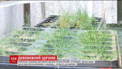 Украинцы нашли растение, что может вылечить рак кожи и дать пшенице устойчивость к морозам