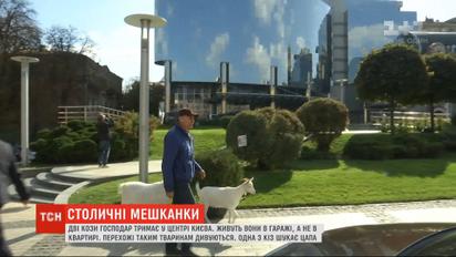 Кози у великому місті: як у центрі Києва чоловік тримає двох кіз