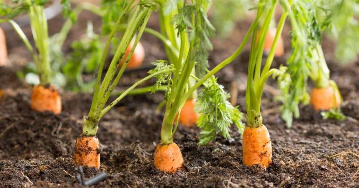Когда сажать морковь в 2024 году по лунному календарю