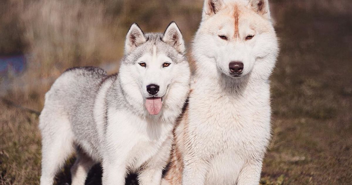 Девушка заинтересовалась этой породой три года назад / © Instagram.com/@erikaeasy