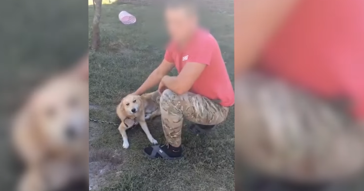 Собака та власник, який побив тварину