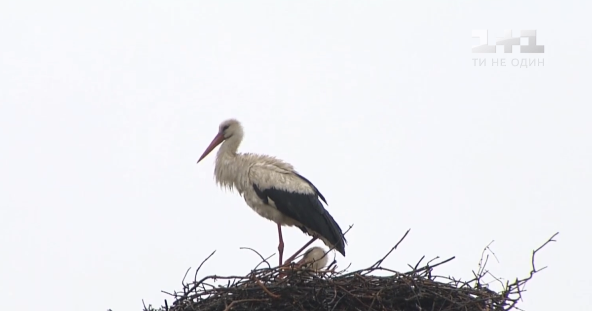 В село вблизи Киева из теплых краев вернулся аист, которого почти год содержала местная жительница