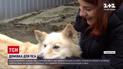В селе Винницкой области ищут хозяев для белоснежной лайки