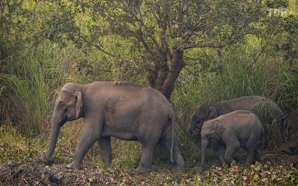 У пошуках кращої долі. В Індії дикі слони змушені залишати свої домівки через брак їжі