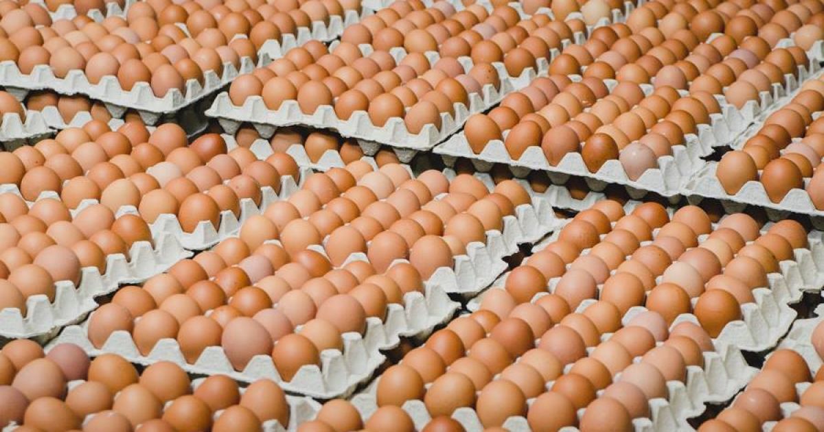 В Украине начали существенно дешеветь куриные яйца