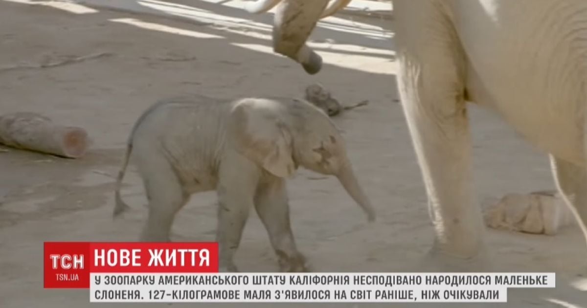 В калифорнийском зоопарке неожиданно родился слоненок весом почти 130 кг