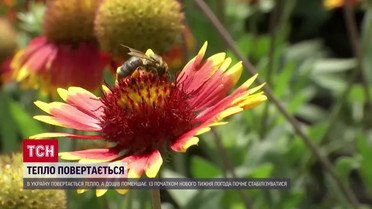 Дождям – конец, теплу – привет! Прогноз погоды на неделю