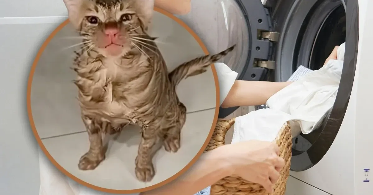 Кіт у барабані пральної машини