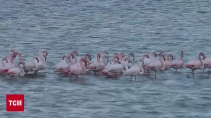 Їх теж з дому вигнала війна! Одещина приймає рожевих “переселенців” із Херсонщини!