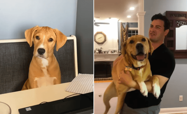 Генри быстро превратился из 2-килограммового щенка в 43-килограммового красавца / © из соцсетей