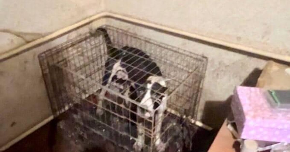 У Бучі власник розплідника влаштував собакам справжнє пекло