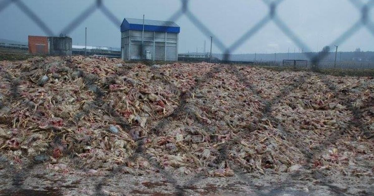 Скандал з могильниками "Гаврилівських курчат": справу проти власників закрили