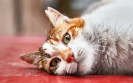 10 причин, чому, на думку вчених, потрібно завести кота