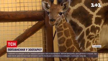 Під Києвом у зоопарку народилось жирафеня