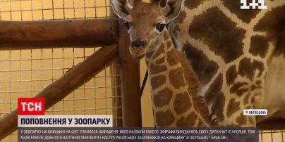 Під Києвом у зоопарку народилось жирафеня
