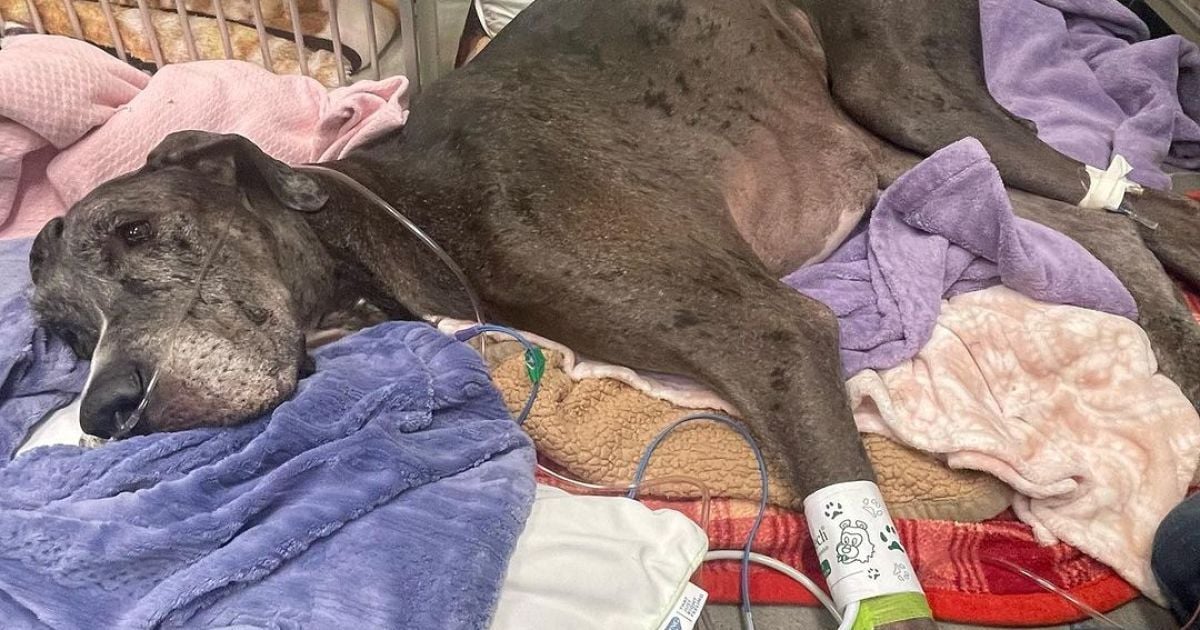 Помер найвищий собака у світі Зевс / Фото: instagram.com/zeus_king_dane