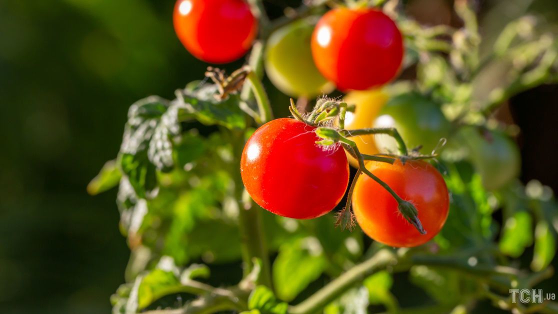 Защитим томаты от болезней: профилактика и меры предосторожности